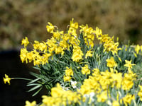 Ecosystems team advises against daffodils