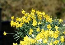 DEFA Ecosystem advises againts daffodils as they were 'non-native' to the area