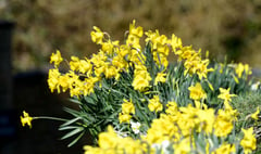 Ecosystems team advises against daffodils