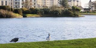 Seagulls ‘attack children in park’