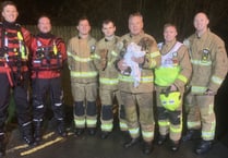 Puppy rescued from river after seven hours 