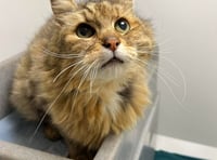 Manx SPCA: Cats’ astonishing mouths