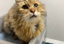 Manx SPCA: Cats’ astonishing mouths