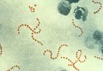 Scarlet fever cluster at nursery