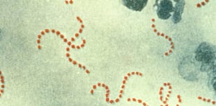 Scarlet fever cluster at nursery