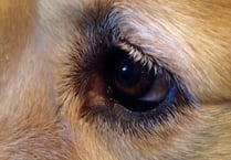 Manx SPCA: First-time dog owners can be naive