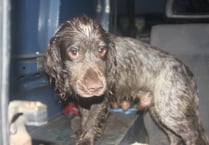 Dogs should be ‘under control’ when in country