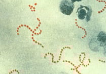 Parents worried about scarlet fever