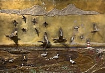 Manx BirdLife display coming to an end at the Manx Museum
