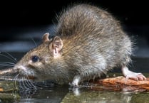 No more longtails since bin collections cut