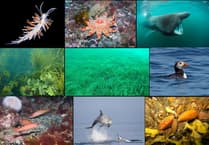 Manx Wildlife Trust: Let’s take a glimpse into our rich Manx undersea world