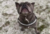 Manx SPCA column: De-icer could kill your pet