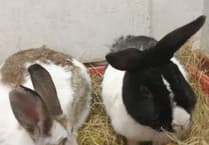 Manx SPCA column: Rabbits conceal injuries and illness