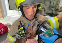 Dog given oxygen therapy by firefighters