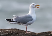 Letter to the editor: Spare a thought for gulls