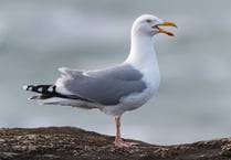 Use bunting to deter seagulls