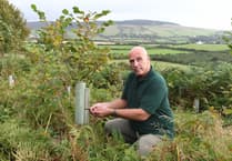 DEFA support for smaller tree planting schemes