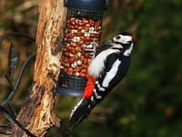World’s largest wildlife survey