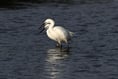 Birdwatching for beginners