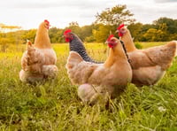 Bird flu restrictions lifted