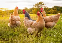 Bird flu restrictions lifted