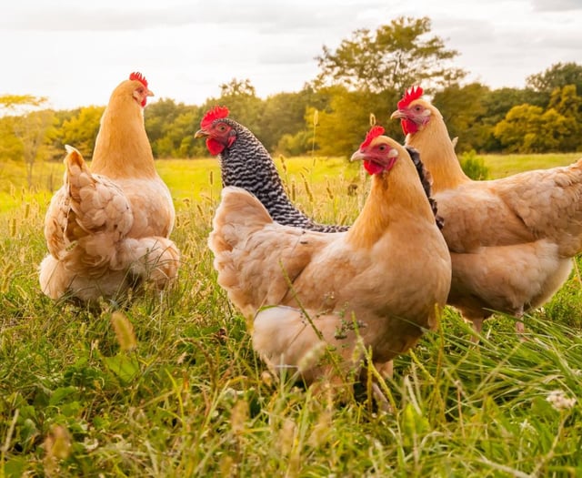 Bird flu restrictions lifted