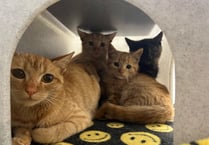 Manx SPCA column: Hoarding animals is not uncommon