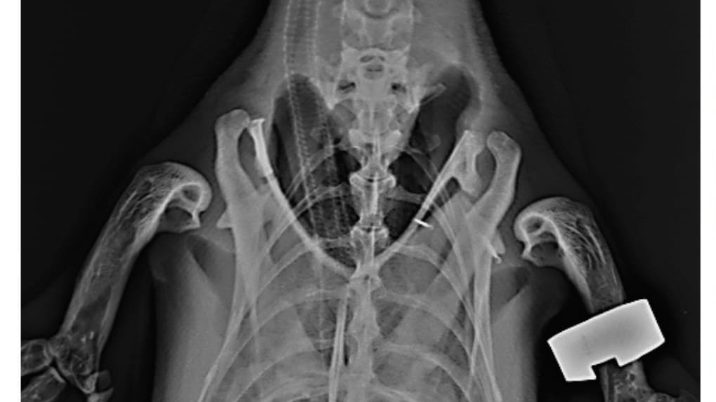 Vets’ ‘ingenious’ way to do Wildlife Park penguin X-ray | iomtoday.co.im
