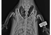 Vets’ ‘ingenious’ way to do penguin X-ray