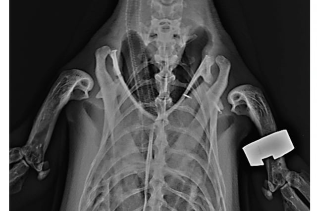 Vets’ ‘ingenious’ way to do penguin X-ray