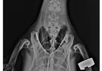 Vets’ ‘ingenious’ way to do Wildlife Park penguin X-ray