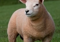 Hunt for missing lambs