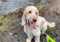 Manx SPCA column: Is your dog unintentionally harming birds on our beaches?