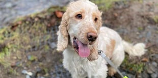 Manx SPCA column: Is your dog unintentionally harming birds on our beaches?
