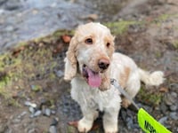 Manx SPCA column: Is your dog unintentionally harming birds on our beaches?