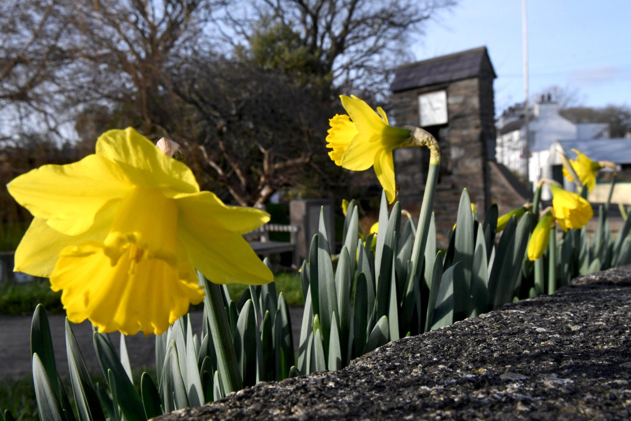 Why Manx people hesitate to bring daffodils inside
