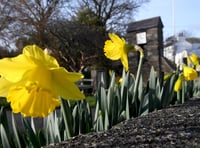 Why Manx people hesitate to bring daffodils inside