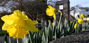 Why Manx people hesitate to bring daffodils inside