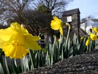 Why Manx people hesitate to bring daffodils inside