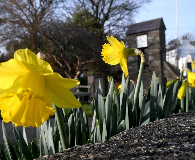 Why Manx people hesitate to bring daffodils inside
