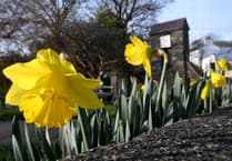 Why Manx people hesitate to bring daffodils inside