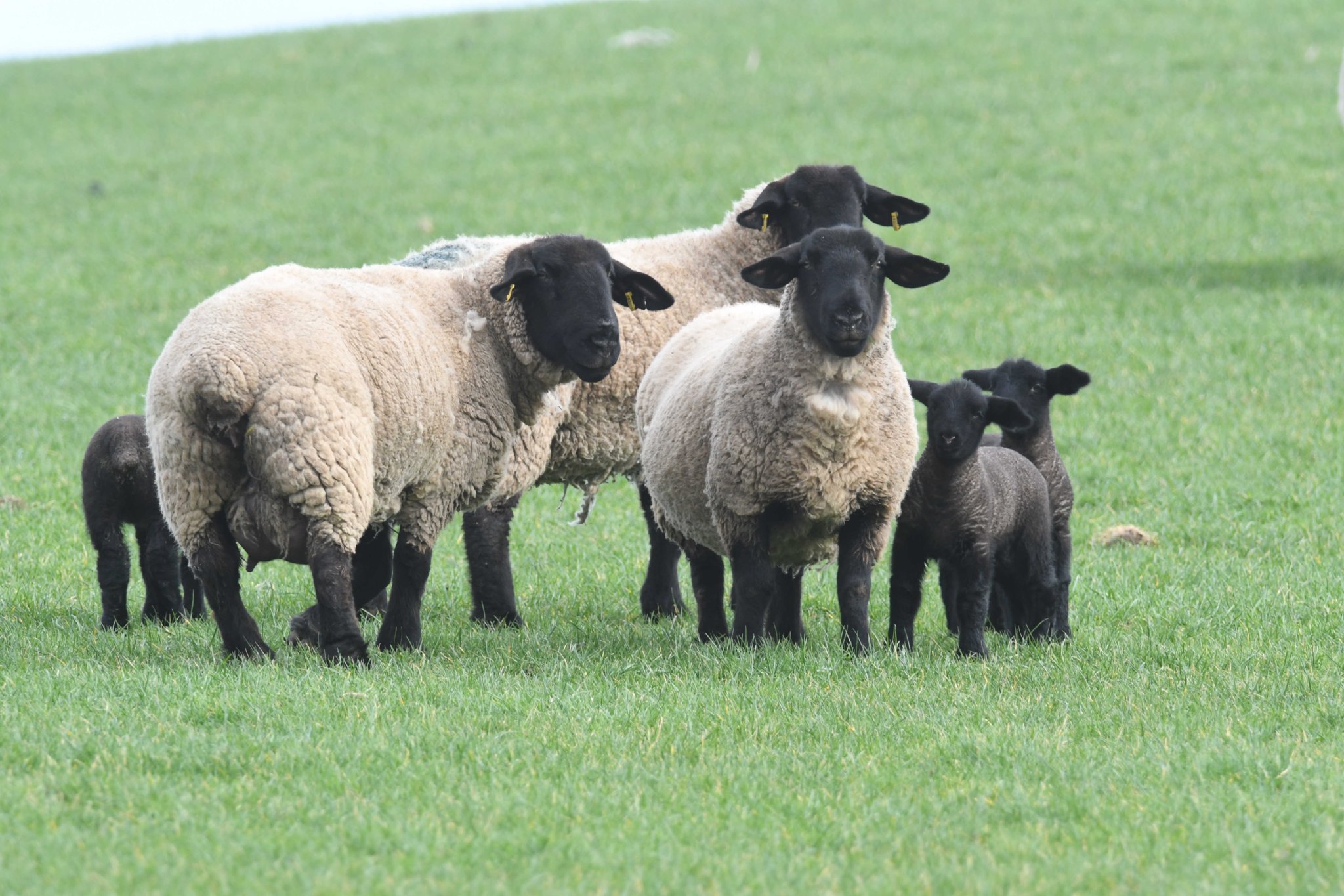 Survey launched for farmers' feedback on sheep worrying