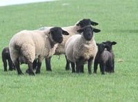 Survey launched for farmers' feedback on sheep worrying