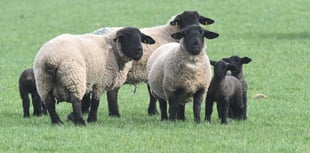 Survey launched for farmers' feedback on sheep worrying