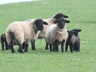Survey launched for farmers' feedback on sheep worrying