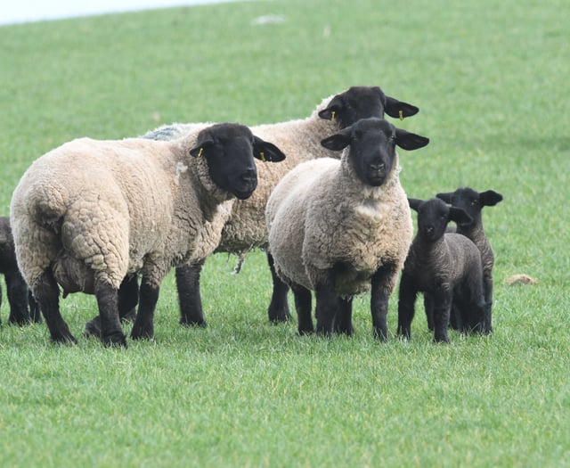 Survey launched for farmers' feedback on sheep worrying