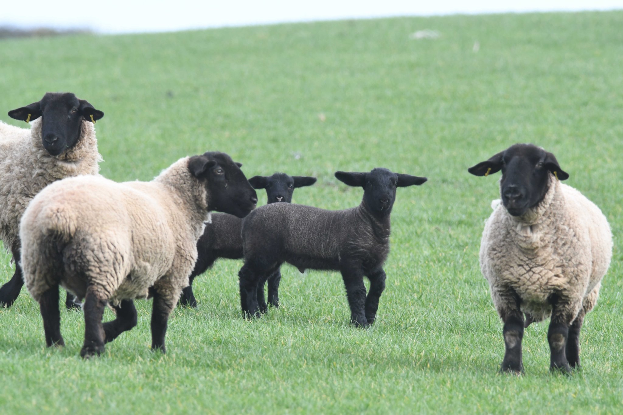 Farmers' union urges tougher laws on livestock dog attacks