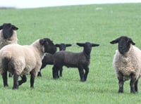 Farmers' union urges tougher laws on livestock dog attacks