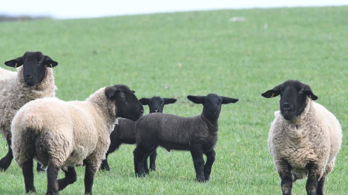 Farmers' union urges tougher laws on livestock dog attacks