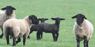 Farmers' union urges tougher laws on livestock dog attacks